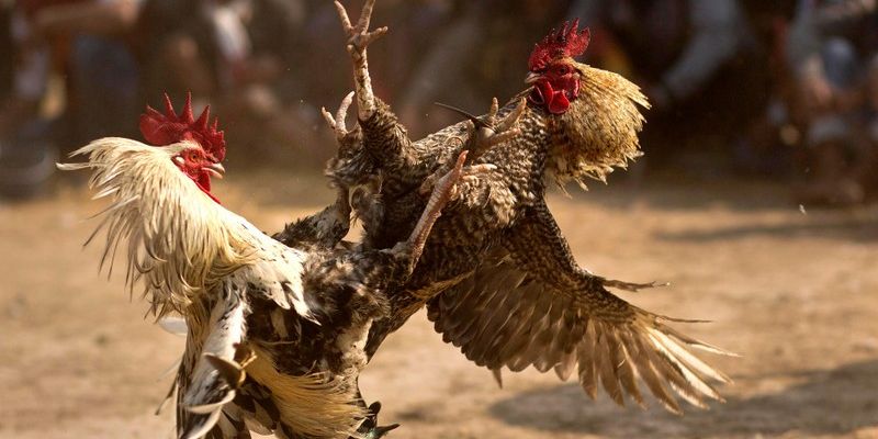 Đá Gà Online: Trải Nghiệm Thú Vị Và Cơ Hội Thắng Lớn Các tính năng đa dạng